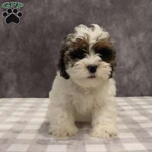 Parker, Shih-Poo Puppy